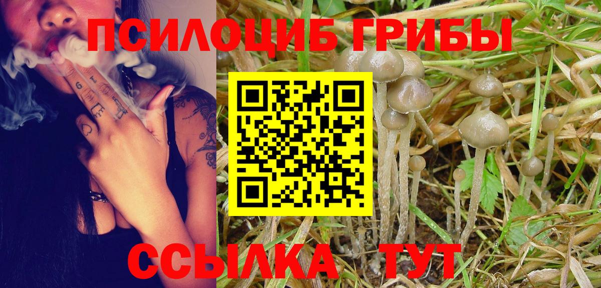 Галлюциногенные грибы Psilocybine cubensis Саров